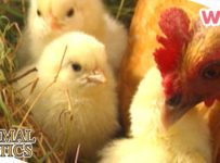 Animal Antics – How Baby Chickens Grow? | Full Episodes | Wizz | TV Shows for Kids