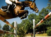 The Most Popular Equine Sports
