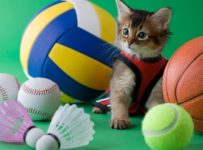 What types of sports can you play with your cat?