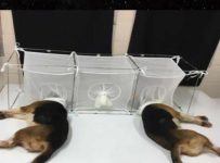U.S. Legislators Demand Fauci Answer for Beagle Puppy Research Funding
