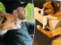 Chris Evans honors National Rescue Dog Day with his dog Pooch Dodger