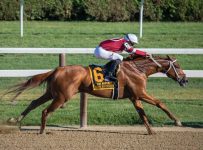 Horse Breeds: 5 Most Popular Used In Horse Racing