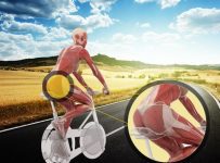 Which muscles are used during cycling
