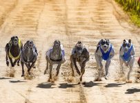 Talking points from the English Greyhound Derby